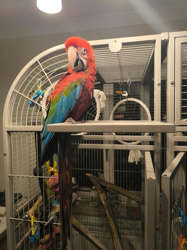 Jonge groenvleugel ara pop te koop/ruil... GOED LEZEN!!!, Dieren en Toebehoren, Vogels | Parkieten en Papegaaien, Geringd