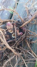 Broedknollen Appelwortel (Yacon), Enlèvement