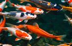 Koi vissen te koop gevraagd, Dieren en Toebehoren, Karper of Koi