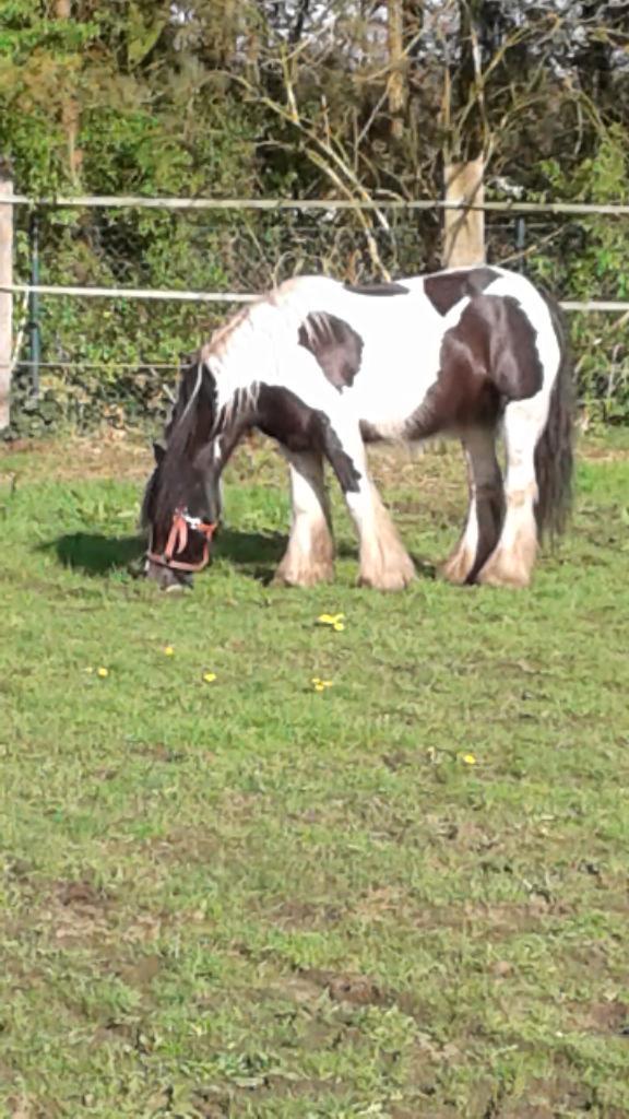 tinker merrie en quarter/tinker kruising merrie, Dieren en Toebehoren, Paarden, Merrie, Niet van toepassing, Minder dan 160 cm
