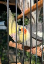 Koppel valkparkieten. Met kooi  mam erst photo is tamme 70 €, Dieren en Toebehoren, Vogels | Parkieten en Papegaaien
