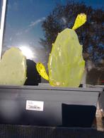 Vijgcactussen in plantenbakje, Tuin en Terras, Ophalen