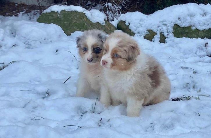 Chiots bergers australiens, Animaux & Accessoires, Chiens | Bergers & Bouviers, Plusieurs animaux, Berger, Éleveur | Professionnel