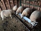 Texel schapen ooien vrouwtjes te koop, Animaux & Accessoires, Moutons, Chèvres & Cochons