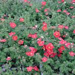 Potentilla fruticosa "marian red robin" (struikganzerik), Tuin en Terras, Ophalen, Overige soorten, Struik, Minder dan 100 cm