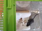 2 jonge gerbils (mannelijk), Mannelijk, Overige typen