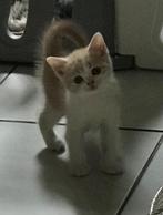 Brits korthaar kittens ️, Meerdere dieren, Gechipt, 0 tot 2 jaar
