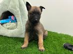 Nestje Mechelse herder pups, België, CDV (hondenziekte), 8 tot 15 weken, Meerdere
