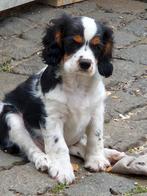 Cavalier King Charles Spaniël pups, Dieren en Toebehoren, Honden | Retrievers, Spaniëls en Waterhonden, België, Fokker | Hobbymatig