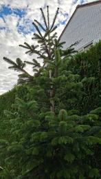 Nordman spar, Tuin en Terras, Ophalen