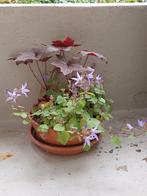 Plante de jardin terrasse, Ophalen