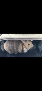 Lapin 18mois A DONNER, Dieren en Toebehoren, Zo goed als nieuw, Konijn