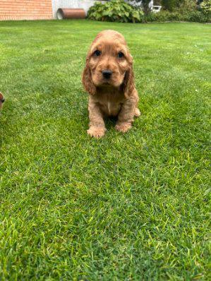 Cockerspaniël pups, Dieren en Toebehoren, Honden | Retrievers, Spaniëls en Waterhonden, Meerdere dieren, Spaniël, Fokker | Professioneel