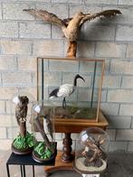 Collection taxidermie 5 oiseaux, Antiquités & Art