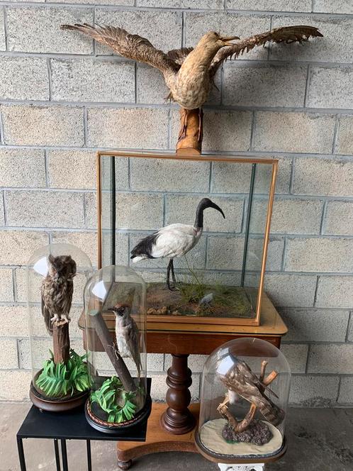 Collection taxidermie 5 oiseaux, Antiek en Kunst, Antiek | Woonaccessoires