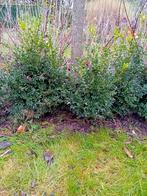 buxus, Tuin en Terras, Ophalen, Buxus