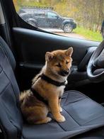 Shiba Inu puppy van ouders met gezondheidstesten, Dieren en Toebehoren, Honden | Poolhonden, Keeshonden en Oertypen, België, Fokker | Hobbymatig