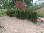 Taxus, Tuin en Terras, Planten | Bomen, Ophalen