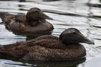 Siereenden 2025 natuurbroed, Dieren en Toebehoren, Pluimvee, Meerdere dieren, Eend