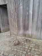 Amberboom  liquidambar styraciflua tweestammige, Jardin & Terrasse, Plantes | Arbres, Enlèvement