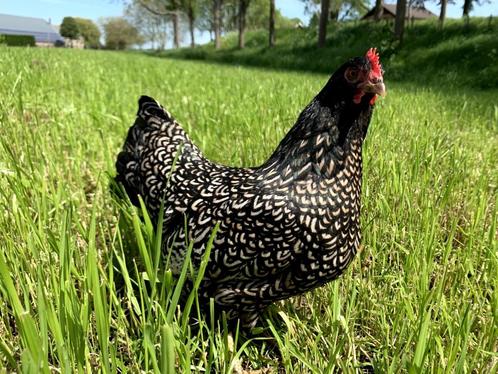 Jonge tamme Barnevelder krielkippen hennen gesekst + ingeënt, Dieren en Toebehoren, Pluimvee, Kip, Vrouwelijk