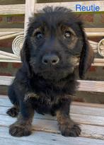 Ruwharige dwergteckels, Dieren en Toebehoren, Honden | Teckels en Dashonden, België, CDV (hondenziekte), 8 tot 15 weken, Dwerg
