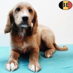 X Cockapoo (reutjes) Belgische pups te koop, Dieren en Toebehoren, België, CDV (hondenziekte), 8 tot 15 weken, Meerdere