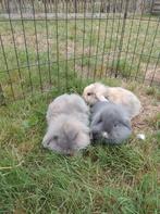 Leeuwenkop x Nederlandse dwerghangoor, Dieren en Toebehoren, Konijnen, Mannelijk, Hangoor, 0 tot 2 jaar