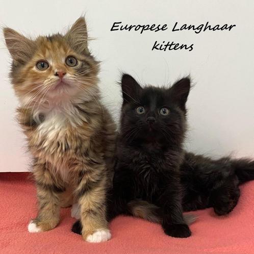 Europese Langhaar (kattinnetjes) kittens te koop, Dieren en Toebehoren, Katten en Kittens | Raskatten | Langhaar, Poes, 0 tot 2 jaar