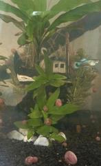 Roze Posthoornslakjes, Dieren en Toebehoren, Vissen | Aquariumvissen, Slak of Weekdier, Zoetwatervis