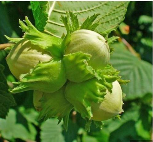 noisettes Corylus avellana à tiges multiples, Jardin & Terrasse, Plantes | Arbres fruitiers, Autres espèces, 400 cm ou plus, Ombre partielle