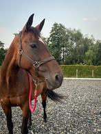 Lieve en werkwillige merrie, Dieren en Toebehoren, Paarden, Merrie, Gechipt, L, 160 tot 165 cm