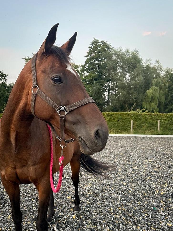 Lieve en werkwillige merrie, Dieren en Toebehoren, Paarden, Merrie, L, 160 tot 165 cm, 11 jaar of ouder, Recreatiepaard, Met stamboom