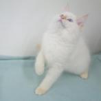 Ragdoll katertje (Cream Point) - kitten te koop, Gechipt, 0 tot 2 jaar, Kater