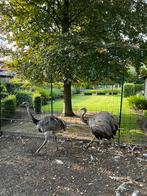 Nandoe koppel te koop. 2 jaar oud., Dieren en Toebehoren, Pluimvee, Meerdere dieren, Overige soorten
