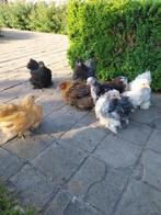 kippen, Dieren en Toebehoren, Pluimvee, Vrouwelijk, Kip