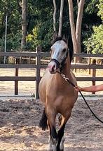 Allround D pony, Dieren en Toebehoren, B, Gechipt, Ruin, 3 tot 6 jaar