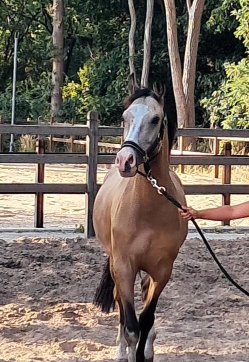 Allround D pony, Dieren en Toebehoren, Pony's, Ruin, B, D pony (1.37m tot 1.48m), 3 tot 6 jaar, Met stamboom, Gechipt, Ontwormd