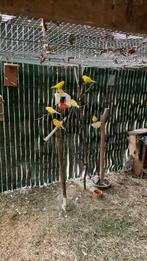 Kanaries, Dieren en Toebehoren, Vogels | Parkieten en Papegaaien