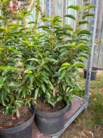 Portugese laurier angustifolia 50-60 cm in pot 7,5L, Tuin en Terras, Ophalen, Laurier, Haag, Minder dan 100 cm