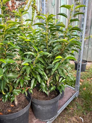 Portugese laurier angustifolia 50-60 cm in pot 7,5L beschikbaar voor biedingen