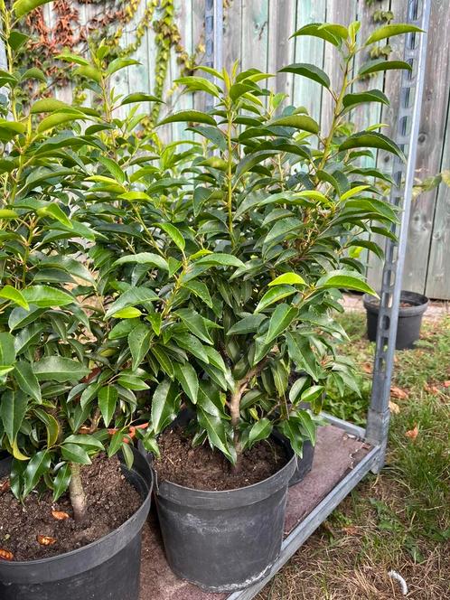 Portugese laurier angustifolia 50-60 cm in pot 7,5L, Tuin en Terras, Planten | Struiken en Hagen, Haag, Laurier, Minder dan 100 cm