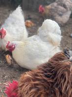 Cochin hennetje gladveer 2024, Dieren en Toebehoren, Pluimvee, Vrouwelijk, Kip