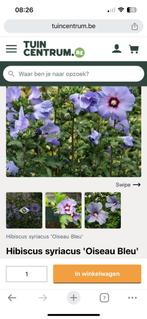 Hibiscus syriacus, Tuin en Terras, Planten | Tuinplanten, Zomer, Vaste plant, Ophalen of Verzenden, Overige soorten