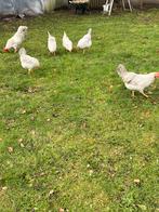 Broedeieren OPAL LAVENDER Legbar(  ze beginnen te leggen, Animaux & Accessoires, Volatiles