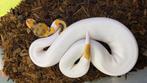 Fire clown pied ball python, Dieren en Toebehoren, Slang, 0 tot 2 jaar