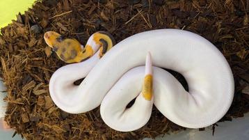 Fire clown pied ball python, Serpent, 0 à 2 ans