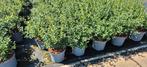 Osmanthus burkwoodii schijnhulst in verschillende maten !, Ophalen of Verzenden, Struik