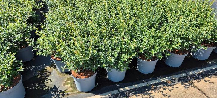 Osmanthus burkwoodii schijnhulst in verschillende maten !, Tuin en Terras, Planten | Struiken en Hagen, Struik, Ophalen of Verzenden