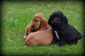 Engelse Cocker Spaniel pups beschikbaar voor biedingen